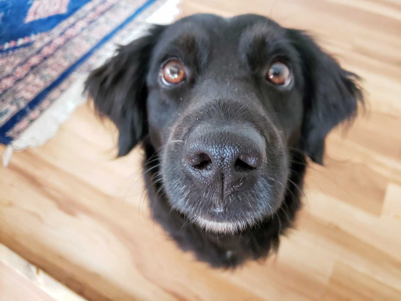 My dog, Hedy Lamarr, begging for a walk